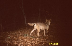 Lupo ripreso all'interno  del Parco Antola con fototrappola